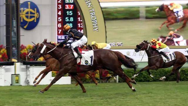 香港马会2019年赛马资料大全，回顾与前瞻